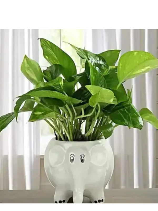 Baby Elephant Shaped Ceramic Indoor Flower Pot Planter Indoor Outdoor Planter Handicraft Plant Container Set (Ceramic) White Colour Size 5 INCH Pack of 1